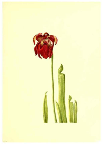 Reproducción/Reproduction 32877298098: Illustrations of North American pitcherplants,. Washington, D.C.,The Smithsonian Institution,1935.. 