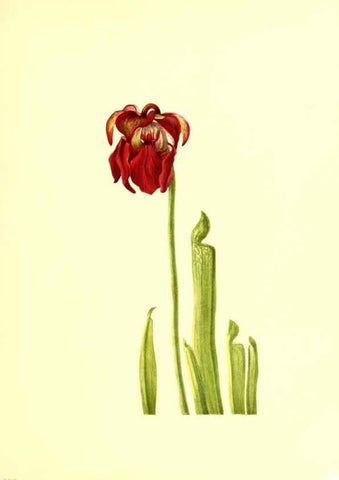 Reproducción/Reproduction 32877298098: Illustrations of North American pitcherplants,. Washington, D.C.,The Smithsonian Institution,1935.. 