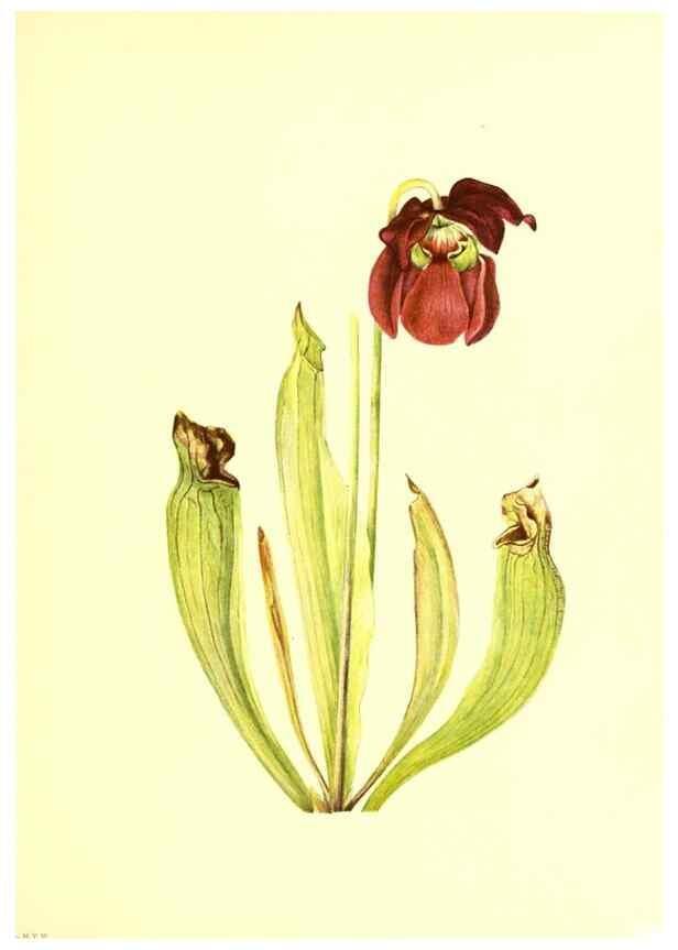 Reproducción/Reproduction 45837419325: Illustrations of North American pitcherplants,. Washington, D.C.,The Smithsonian Institution,1935.. 