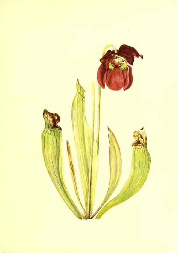 Reproducción/Reproduction 45837419325: Illustrations of North American pitcherplants,. Washington, D.C.,The Smithsonian Institution,1935.. 