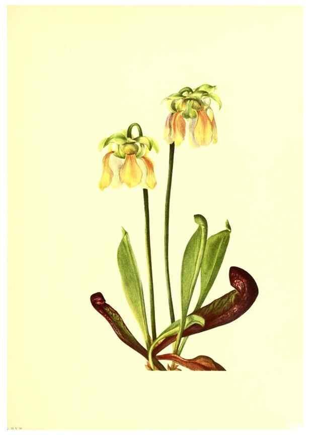 Reproducción/Reproduction 46699881592: Illustrations of North American pitcherplants,. Washington, D.C.,The Smithsonian Institution,1935.. 