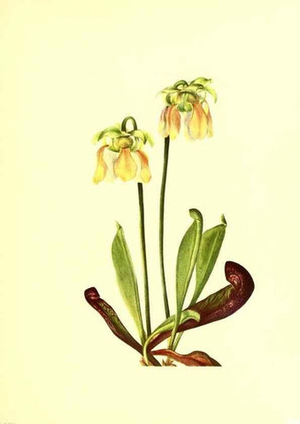 Reproducción/Reproduction 46699881592: Illustrations of North American pitcherplants,. Washington, D.C.,The Smithsonian Institution,1935.. 