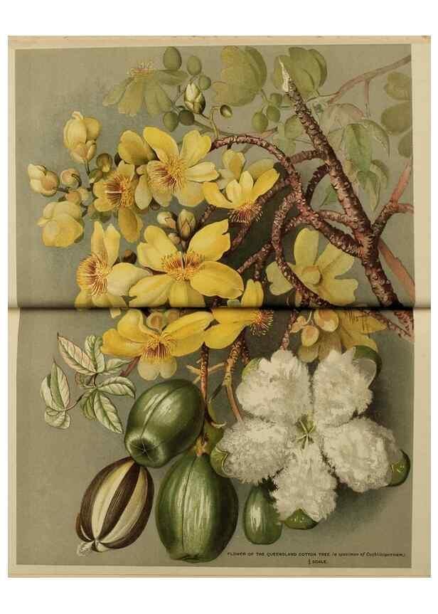 Reproducción/Reproduction 39789877273: A flower-hunter in Queensland & New Zealand,. London,J. Murray,1898.. 