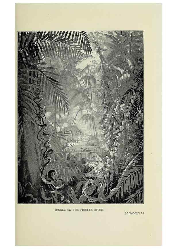 Reproducción/Reproduction 46755287601: A flower-hunter in Queensland & New Zealand,. London,J. Murray,1898.. 