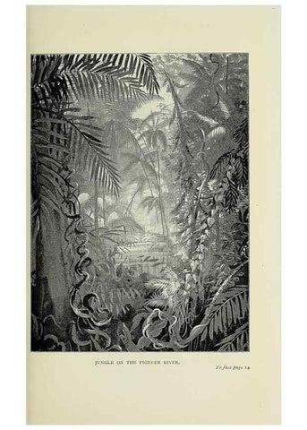 Reproducción/Reproduction 46755287601: A flower-hunter in Queensland & New Zealand,. London,J. Murray,1898.. 