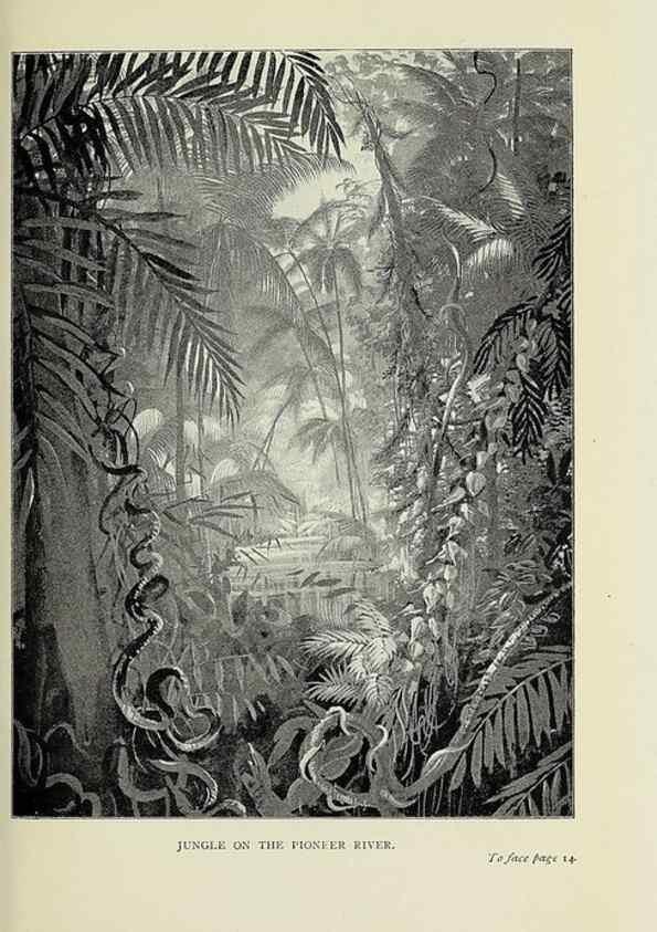 Reproducción/Reproduction 46755287601: A flower-hunter in Queensland & New Zealand,. London,J. Murray,1898.. 