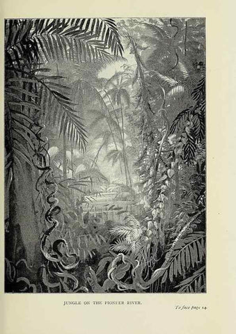 Reproducción/Reproduction 46755287601: A flower-hunter in Queensland & New Zealand,. London,J. Murray,1898.. 