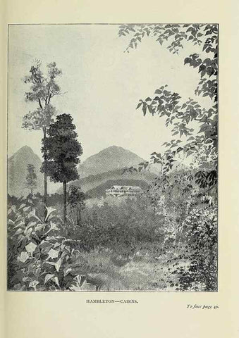 Reproducción/Reproduction 31813642967: A flower-hunter in Queensland & New Zealand,. London,J. Murray,1898.. 