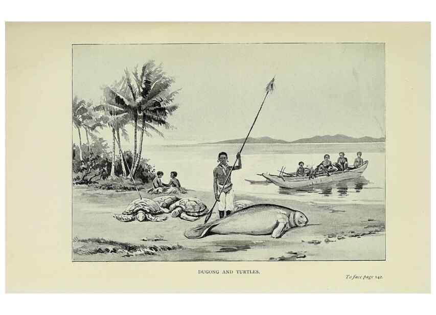 Reproducción/Reproduction 32879730258: A flower-hunter in Queensland & New Zealand,. London,J. Murray,1898.. 
