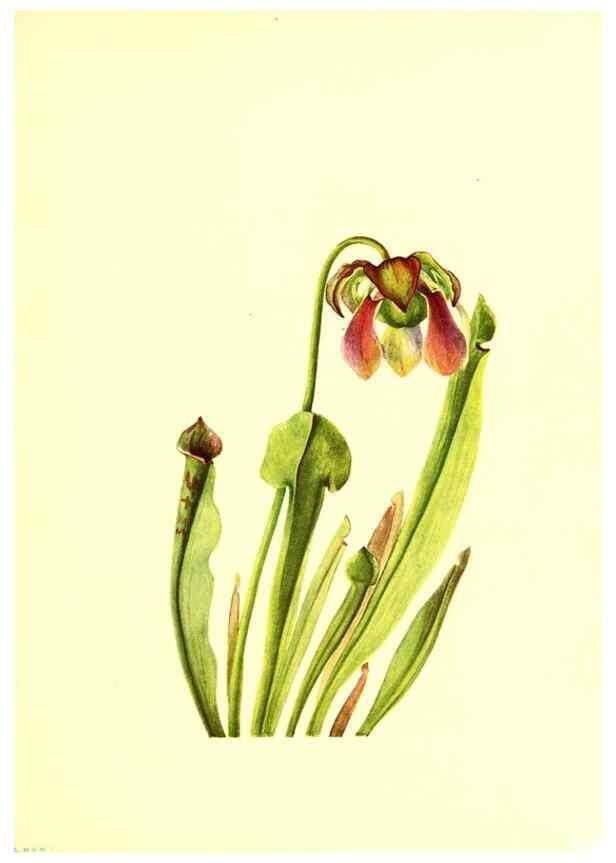 Reproducción/Reproduction 45837417325: Illustrations of North American pitcherplants,. Washington, D.C.,The Smithsonian Institution,1935.. 