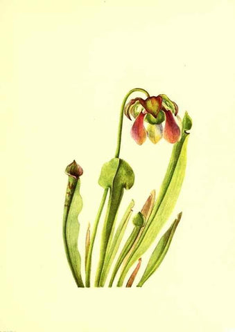 Reproducción/Reproduction 45837417325: Illustrations of North American pitcherplants,. Washington, D.C.,The Smithsonian Institution,1935.. 