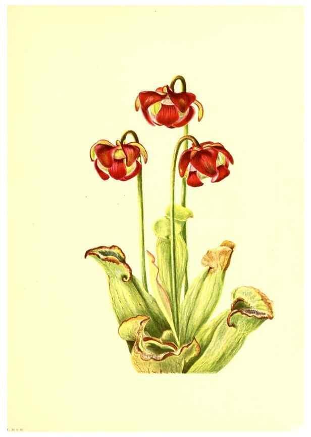 Reproducción/Reproduction 46752816671: Illustrations of North American pitcherplants,. Washington, D.C.,The Smithsonian Institution,1935.. 
