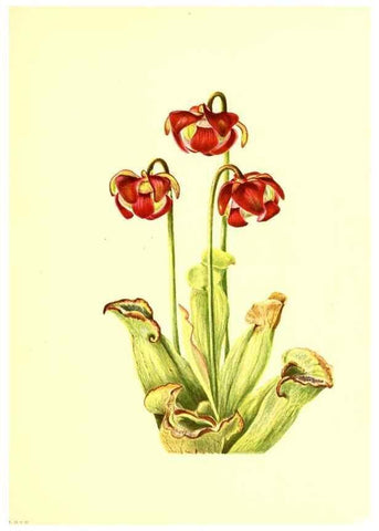 Reproducción/Reproduction 46752816671: Illustrations of North American pitcherplants,. Washington, D.C.,The Smithsonian Institution,1935.. 