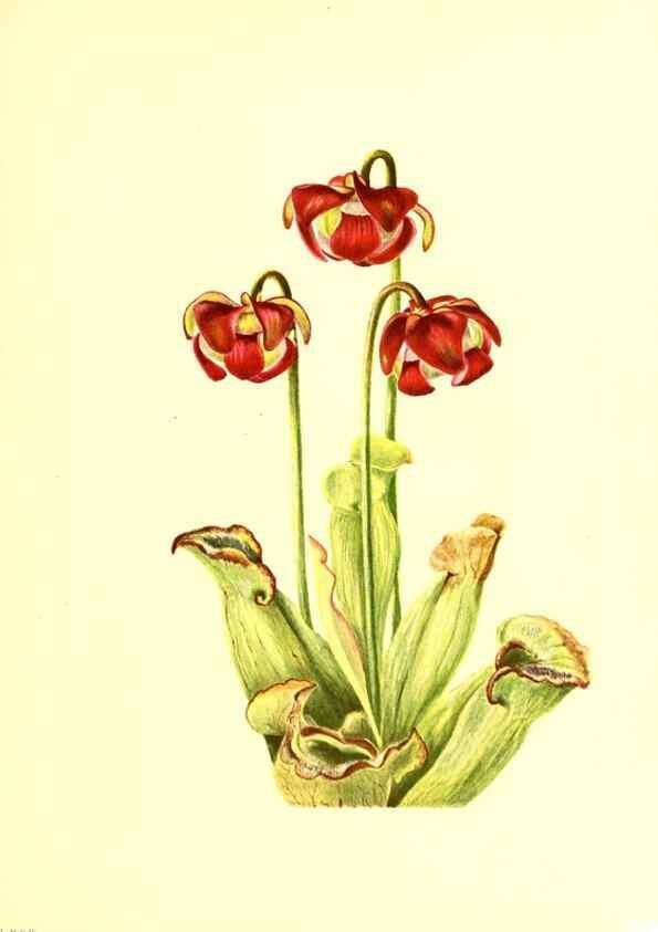 Reproducción/Reproduction 46752816671: Illustrations of North American pitcherplants,. Washington, D.C.,The Smithsonian Institution,1935.. 