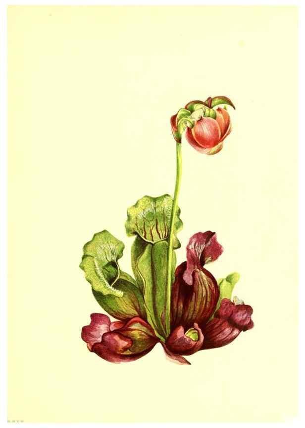 Reproducción/Reproduction 32877295838: Illustrations of North American pitcherplants,. Washington, D.C.,The Smithsonian Institution,1935.. 