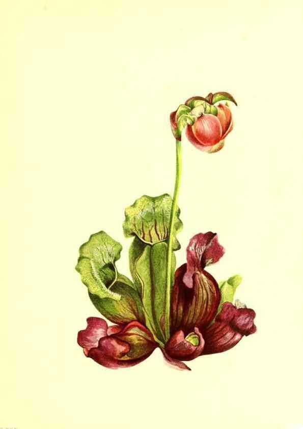 Reproducción/Reproduction 32877295838: Illustrations of North American pitcherplants,. Washington, D.C.,The Smithsonian Institution,1935.. 
