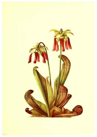 Reproducción/Reproduction 46699877122: Illustrations of North American pitcherplants,. Washington, D.C.,The Smithsonian Institution,1935.. 