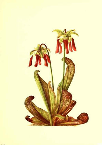 Reproducción/Reproduction 46699877122: Illustrations of North American pitcherplants,. Washington, D.C.,The Smithsonian Institution,1935.. 