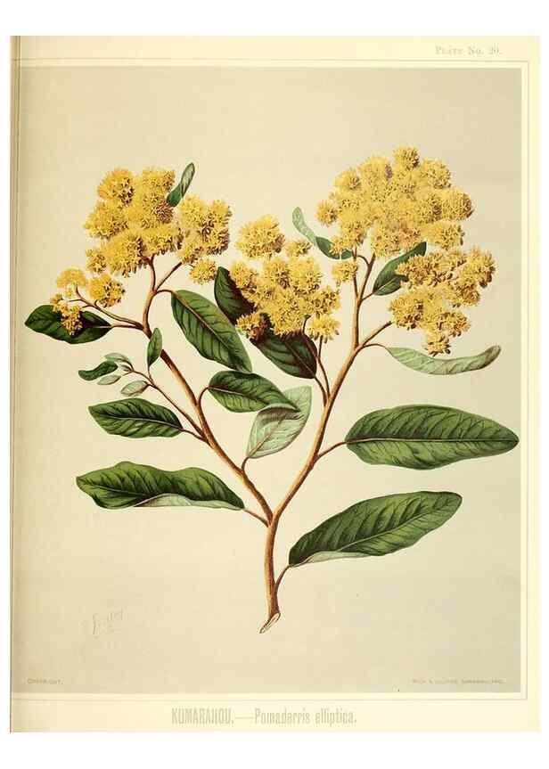 Reproducción/Reproduction 46016260814: Art album of New Zealand flora.. Wellington, N.Z.Bock & Cousins[1889]. 