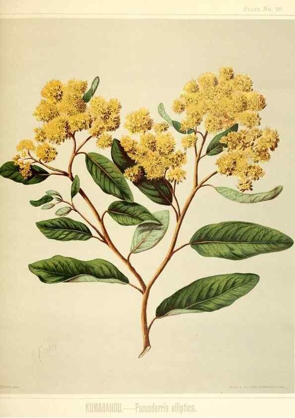 Reproducción/Reproduction 46016260814: Art album of New Zealand flora.. Wellington, N.Z.Bock & Cousins[1889]. 