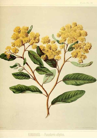 Reproducción/Reproduction 46016260814: Art album of New Zealand flora.. Wellington, N.Z.Bock & Cousins[1889]. 