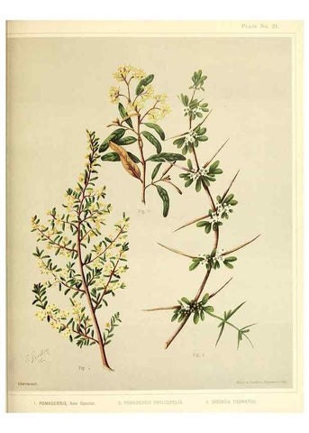 Reproducción/Reproduction 46740962821: Art album of New Zealand flora.. Wellington, N.Z.Bock & Cousins[1889]. 