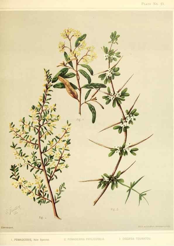 Reproducción/Reproduction 46740962821: Art album of New Zealand flora.. Wellington, N.Z.Bock & Cousins[1889]. 