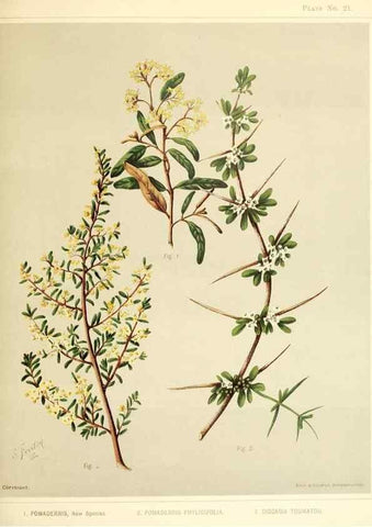 Reproducción/Reproduction 46740962821: Art album of New Zealand flora.. Wellington, N.Z.Bock & Cousins[1889]. 