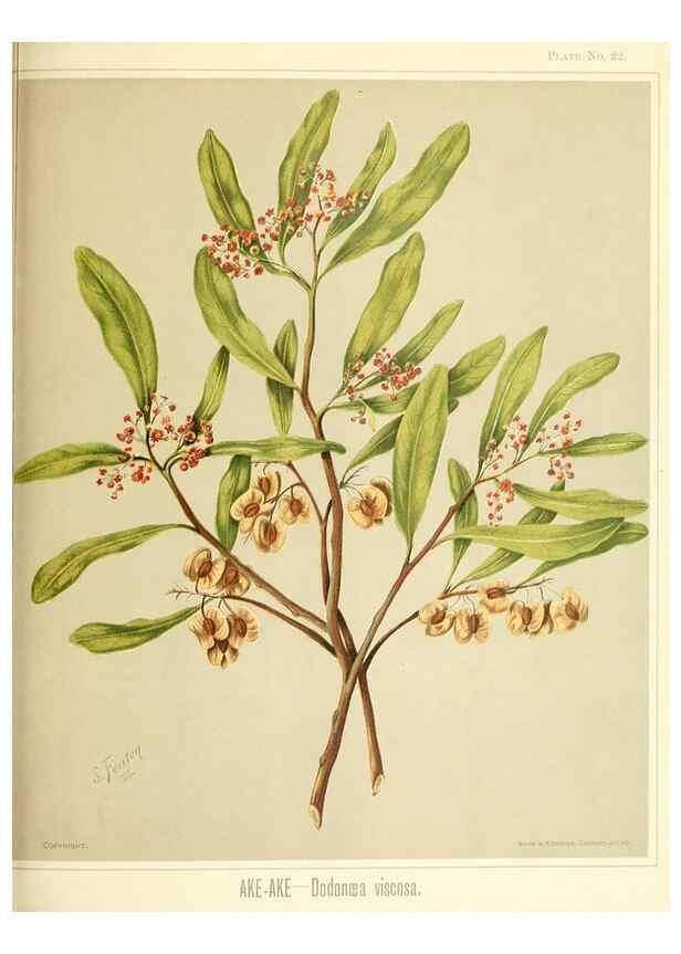 Reproducción/Reproduction 46016263254: Art album of New Zealand flora.. Wellington, N.Z.Bock & Cousins[1889]. 