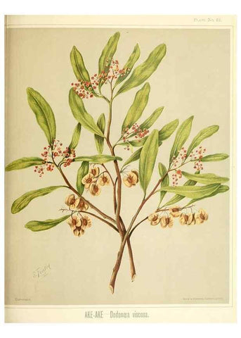 Reproducción/Reproduction 46016263254: Art album of New Zealand flora.. Wellington, N.Z.Bock & Cousins[1889]. 