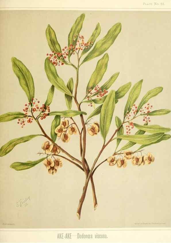 Reproducción/Reproduction 46016263254: Art album of New Zealand flora.. Wellington, N.Z.Bock & Cousins[1889]. 