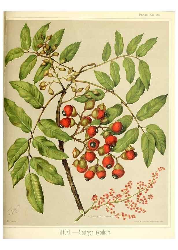 Reproducción/Reproduction 32865676908: Art album of New Zealand flora.. Wellington, N.Z.Bock & Cousins[1889]. 