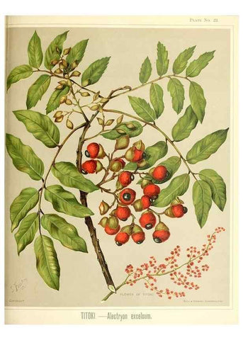Reproducción/Reproduction 32865676908: Art album of New Zealand flora.. Wellington, N.Z.Bock & Cousins[1889]. 