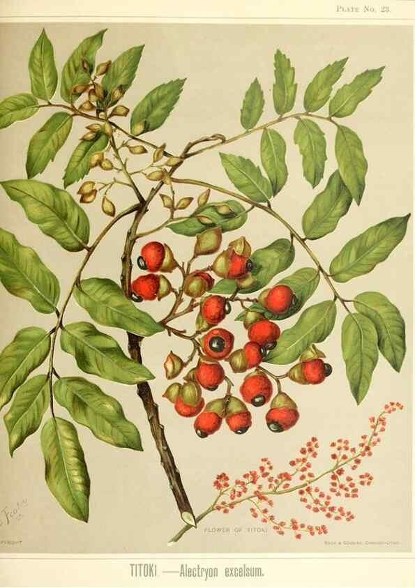 Reproducción/Reproduction 32865676908: Art album of New Zealand flora.. Wellington, N.Z.Bock & Cousins[1889]. 