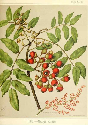 Reproducción/Reproduction 32865676908: Art album of New Zealand flora.. Wellington, N.Z.Bock & Cousins[1889]. 