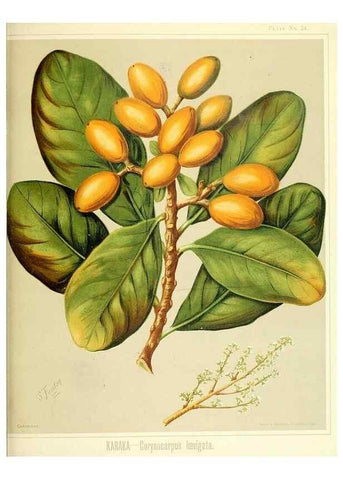 Reproducción/Reproduction 46016266234: Art album of New Zealand flora.. Wellington, N.Z.Bock & Cousins[1889]. 