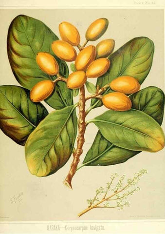 Reproducción/Reproduction 46016266234: Art album of New Zealand flora.. Wellington, N.Z.Bock & Cousins[1889]. 