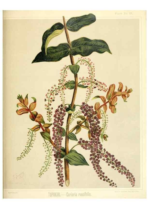 Reproducción/Reproduction 46016267554: Art album of New Zealand flora.. Wellington, N.Z.Bock & Cousins[1889]. 