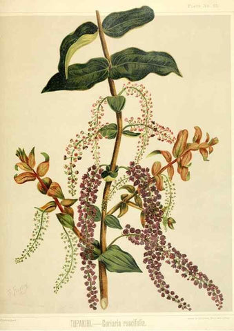 Reproducción/Reproduction 46016267554: Art album of New Zealand flora.. Wellington, N.Z.Bock & Cousins[1889]. 