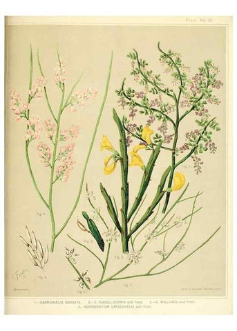 Reproducción/Reproduction 31799405847: Art album of New Zealand flora.. Wellington, N.Z.Bock & Cousins[1889]. 