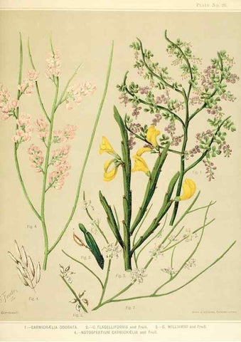 Reproducción/Reproduction 31799405847: Art album of New Zealand flora.. Wellington, N.Z.Bock & Cousins[1889]. 