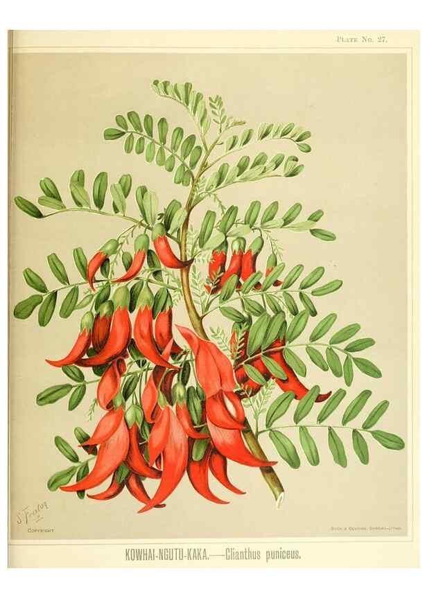 Reproducción/Reproduction 46740967601: Art album of New Zealand flora.. Wellington, N.Z.Bock & Cousins[1889]. 