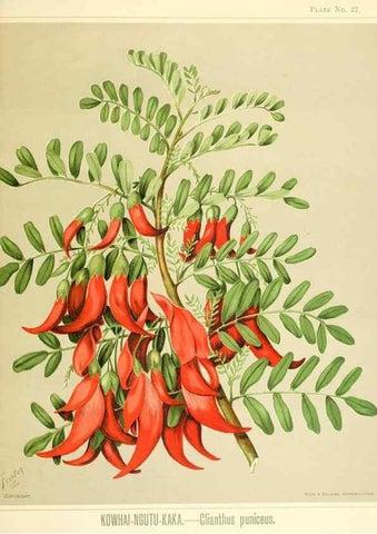 Reproducción/Reproduction 46740967601: Art album of New Zealand flora.. Wellington, N.Z.Bock & Cousins[1889]. 