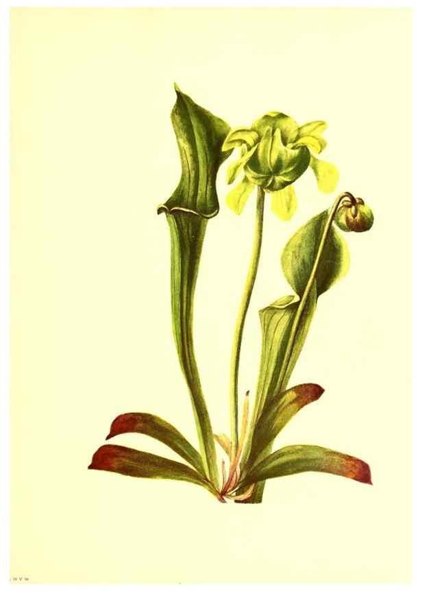 Reproducción/Reproduction 46027773304: Illustrations of North American pitcherplants,. Washington, D.C.,The Smithsonian Institution,1935.. 