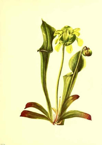 Reproducción/Reproduction 46027773304: Illustrations of North American pitcherplants,. Washington, D.C.,The Smithsonian Institution,1935.. 