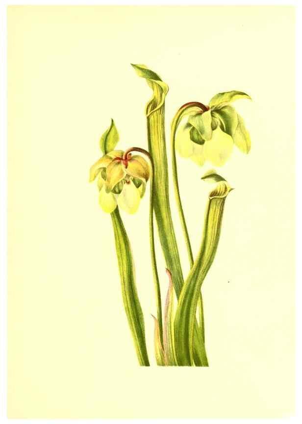 Reproducción/Reproduction 32877289908: Illustrations of North American pitcherplants,. Washington, D.C.,The Smithsonian Institution,1935.. 