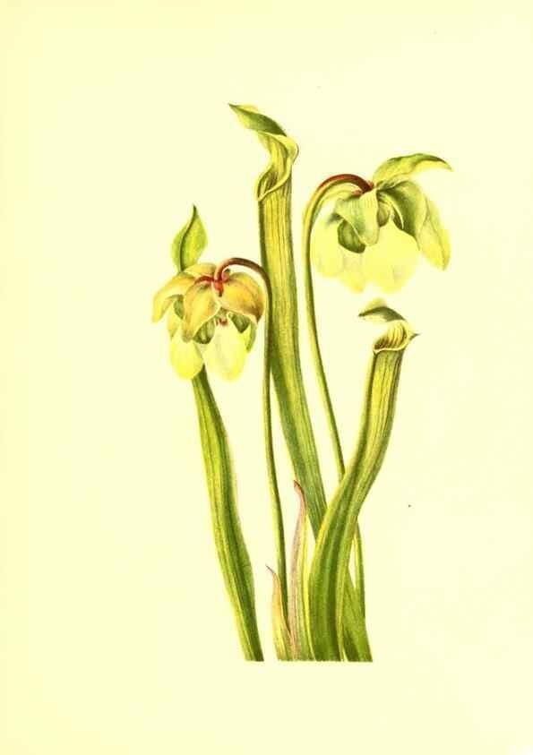 Reproducción/Reproduction 32877289908: Illustrations of North American pitcherplants,. Washington, D.C.,The Smithsonian Institution,1935.. 