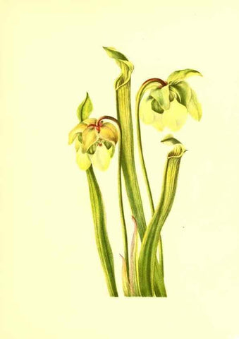 Reproducción/Reproduction 32877289908: Illustrations of North American pitcherplants,. Washington, D.C.,The Smithsonian Institution,1935.. 