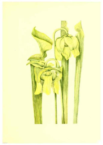Reproducción/Reproduction 39787313313: Illustrations of North American pitcherplants,. Washington, D.C.,The Smithsonian Institution,1935.. 