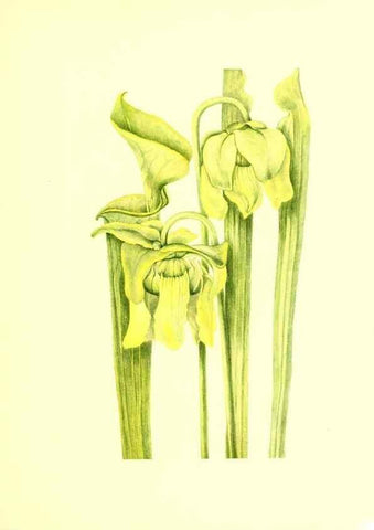 Reproducción/Reproduction 39787313313: Illustrations of North American pitcherplants,. Washington, D.C.,The Smithsonian Institution,1935.. 